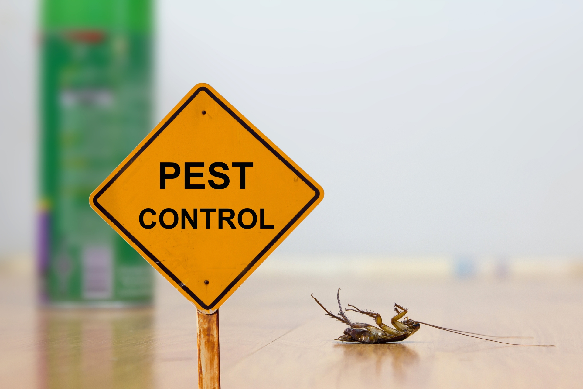 24 Hour Pest Control, Pest Control in Buckhurst Hill, IG9. Call Now 020 8166 9746