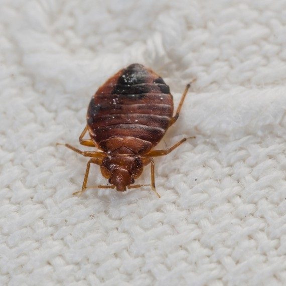 Bed Bugs, Pest Control in Buckhurst Hill, IG9. Call Now! 020 8166 9746