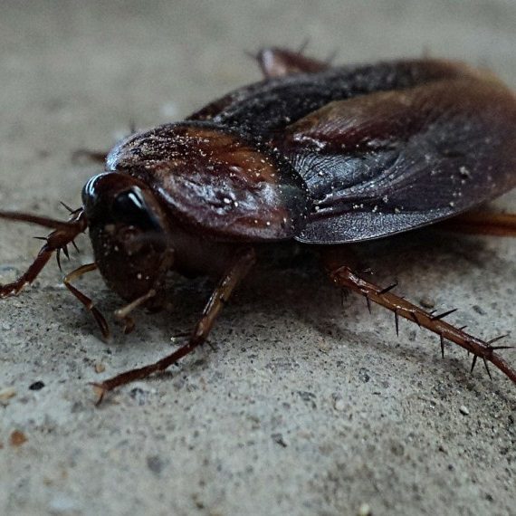 Cockroaches, Pest Control in Buckhurst Hill, IG9. Call Now! 020 8166 9746