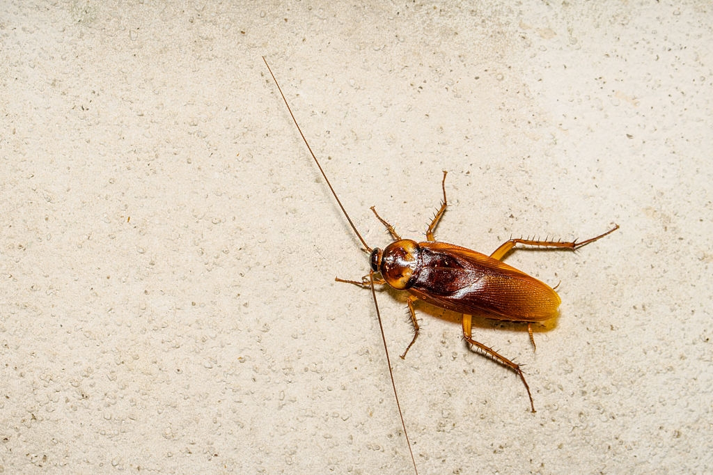 Cockroach Control, Pest Control in Buckhurst Hill, IG9. Call Now 020 8166 9746