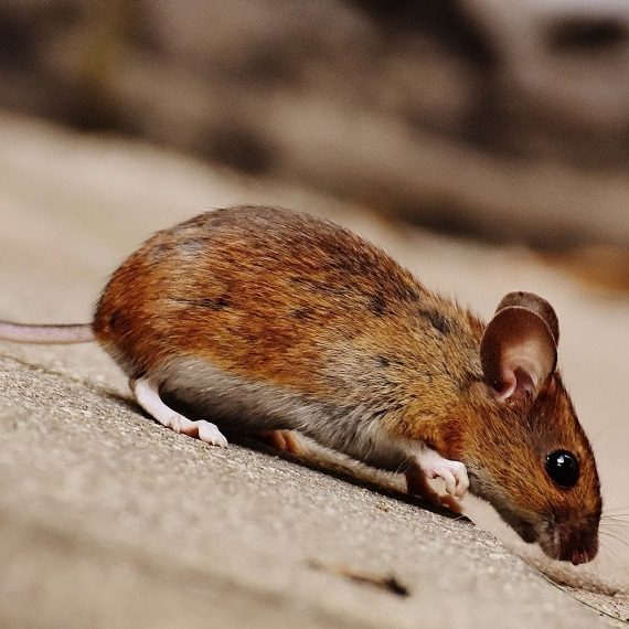 Mice, Pest Control in Buckhurst Hill, IG9. Call Now! 020 8166 9746