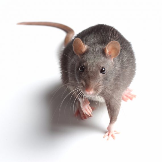 Rats, Pest Control in Buckhurst Hill, IG9. Call Now! 020 8166 9746