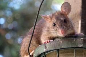 Rat Control, Pest Control in Buckhurst Hill, IG9. Call Now 020 8166 9746