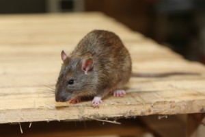 Rodent Control, Pest Control in Buckhurst Hill, IG9. Call Now 020 8166 9746