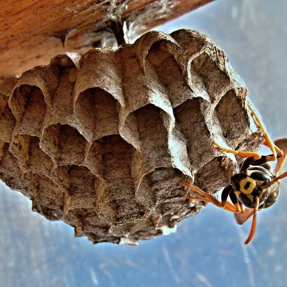 Wasps Nest, Pest Control in Buckhurst Hill, IG9. Call Now! 020 8166 9746