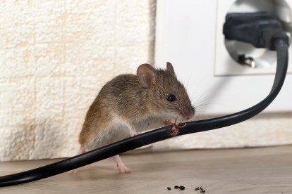 Pest Control in Buckhurst Hill, IG9. Call Now! 020 8166 9746