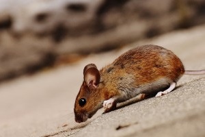 Mouse extermination, Pest Control in Buckhurst Hill, IG9. Call Now 020 8166 9746