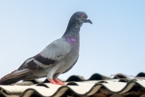 Pigeon Control, Pest Control in Buckhurst Hill, IG9. Call Now 020 8166 9746